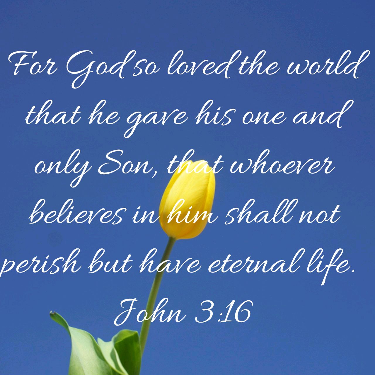 DIVINE LOVE Web For Women
