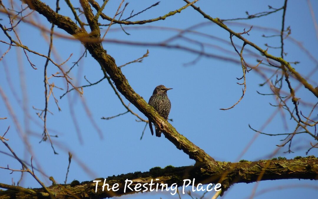 Obeying God’s voice