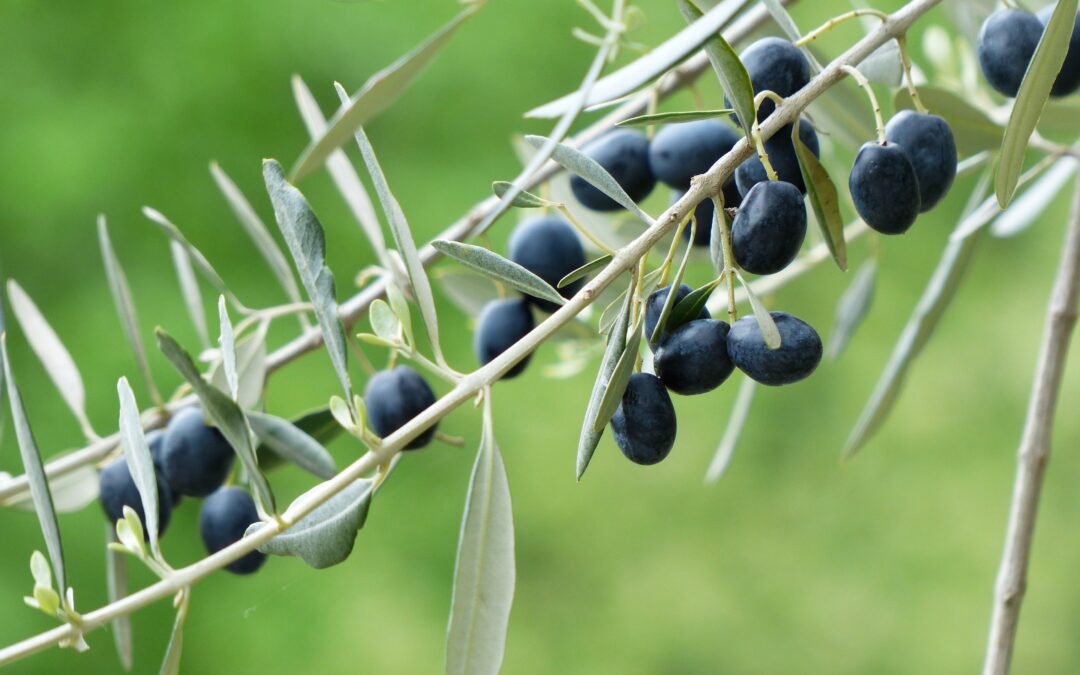 Ilman Jeesusta emme voi tehdä mitään