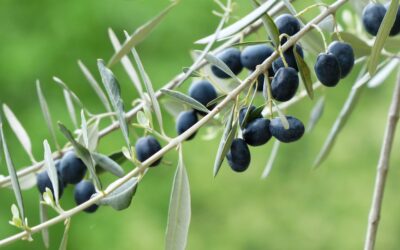 Ilman Jeesusta emme voi tehdä mitään